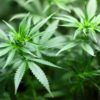Cannabis: The Green Rush